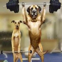 /album/tudosobrecachorrosegatos/cachorros-atletas-jpg1/
